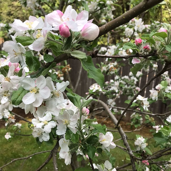 Apple Tree Blossoms