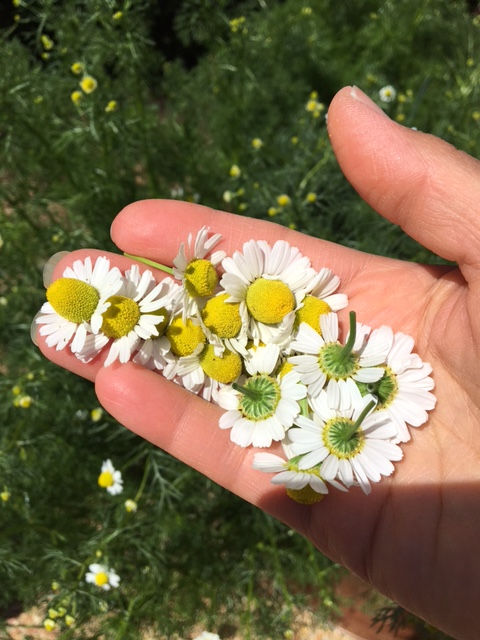 Harvested chamomile flowers