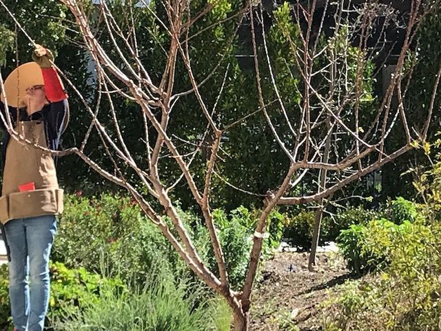 Orchard Pruning