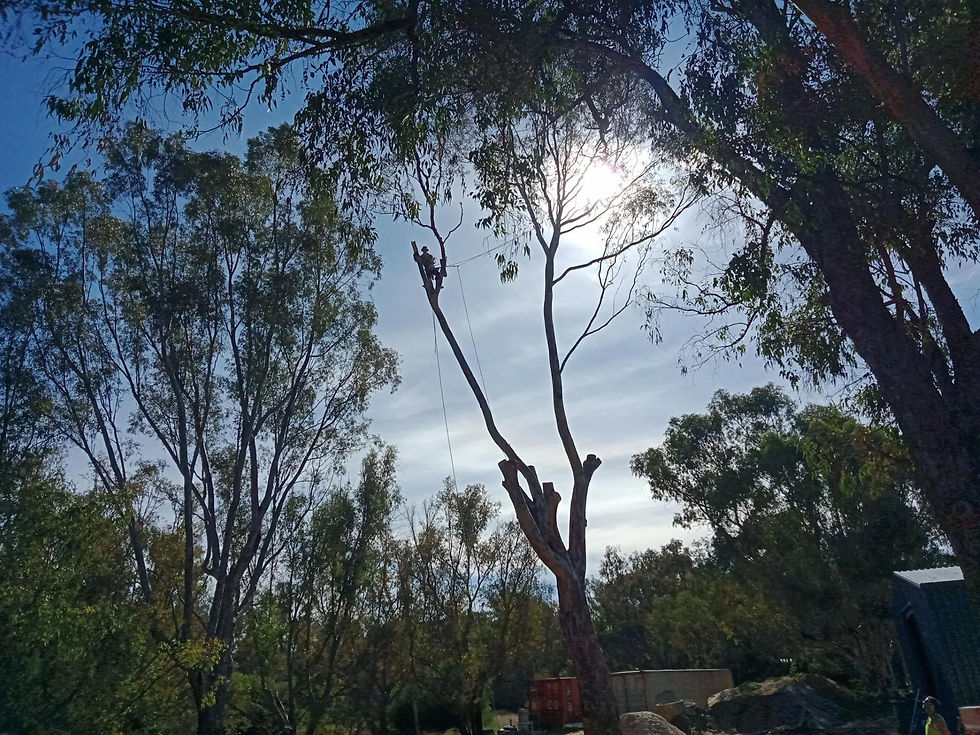 swift trees perth man working on tree