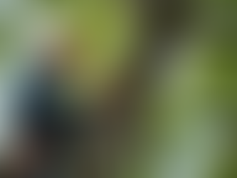 Eye-level view of a professional arborist trimming a large tree branch