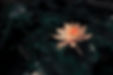 a water lily