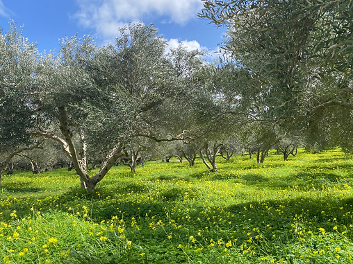 Olivenplantagen auf Kreta – Ruhe und Ursprünglichkeit rund um Villa Leo