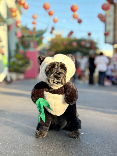 Panda dog costume for Halloween from Pandaloon of Shark Tank cute and funny pet halloween ideas from amazon