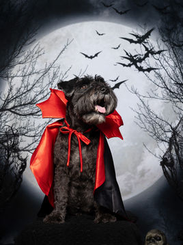 sweet life of calvin is a black mini schnauzer dog blooger in los angeles wearing a dracula dog costume with a red cape against a ahlloween backdrop with full moon and bats for a spooky effect