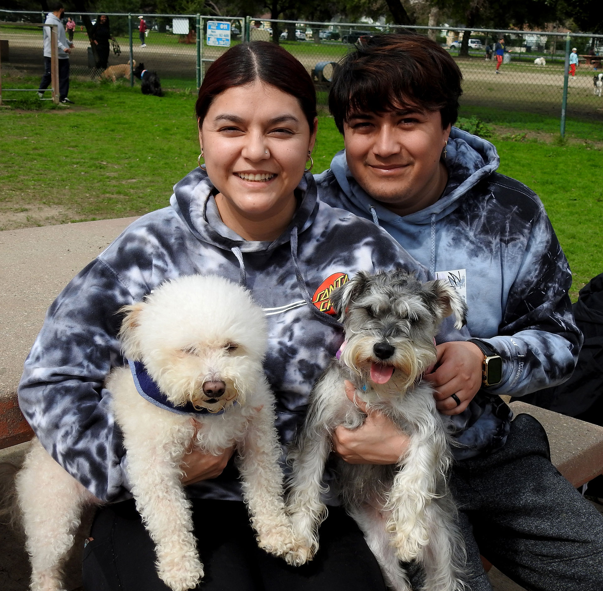 Family portrait with white terrier, grey and silver schnauzer with dog mom and dog dad