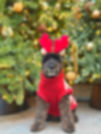 Dog in red sweater and reindeer antlers sits in front of decorated Christmas trees with golden lights and ornaments, festive mood.