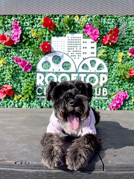 sweet life of calvin is a black mini schnauzer dog blooger in los angeles wearing a pink shirt, all smiles in front of the rooftop cinema club sign, a dog friendly outdoor cinema in DTLA