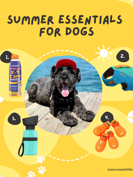 sweet life of calvin a black mini schnauzer dog influencer and blogger with product recommendations for dogs to stay safe and cool this summer
