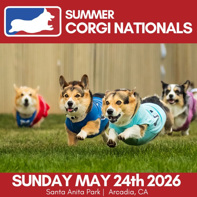 Corgis in colorful jerseys race on grass. Text: Summer Corgi Nationals, Sunday May 24th 2026, Santa Anita Park, Arcadia, CA. Energetic scene.