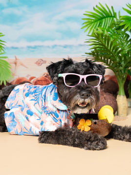 sweet life of calvin is a black mini schnauzer and pet influencer in los angeles providing dog friendly guides and ideas on how to celebrate memorial weekend in los angeles with beach, park and trail recommendations and pet friendly shopping and dining options. Calvin is wearing sunglasses with a Hawaiian shirt with a drink with hibiscus and lemon on a coconut shell on a beach set up with palm trees behind him on a pet photoshoot studio called Pet Shot Studios here in DTLA 