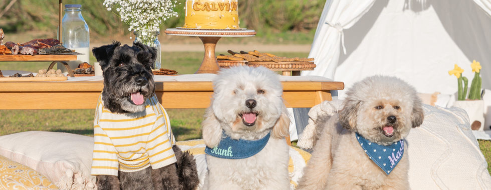 Dog and friends celebrating dog birthday party at local Los Angeles park.