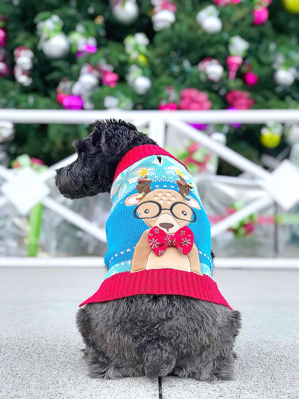 Dog in a festive reindeer sweater sits on concrete. Colorful Christmas tree is blurred in the background, adding a joyful holiday vibe.