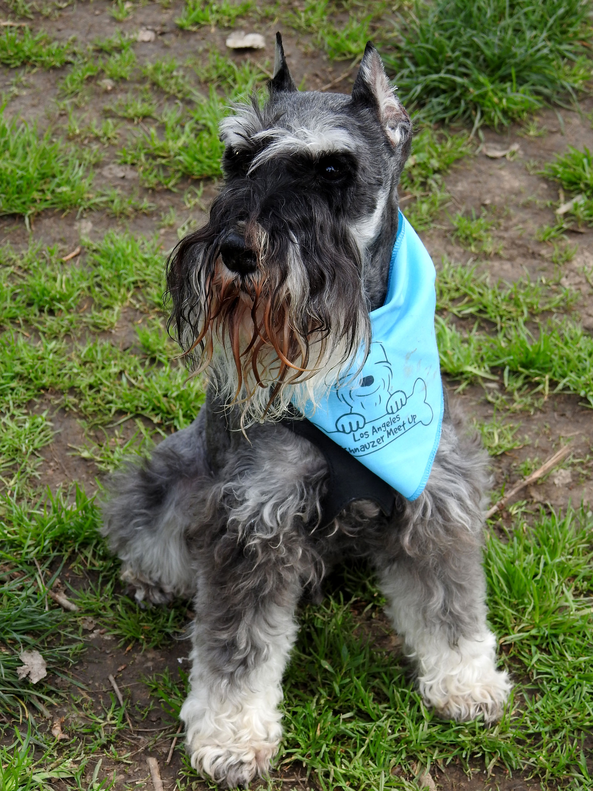 Miniature schnauzer with a bandana at LA Schnauzer Meetup sporting a classic schnauzer cut with long beard and skirt
