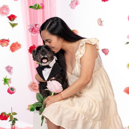 Sweet Life of Calvin is a black mini schnauzer wearing a tuxedo posing with his dog mom wearing a dress for a photo shoot for mothers day dog mom day. the setup is filled with roses, floral backdrop and pink wall and flowy fabric for a feminine and romantic effect to celebrate mom's love for their fur babies. 