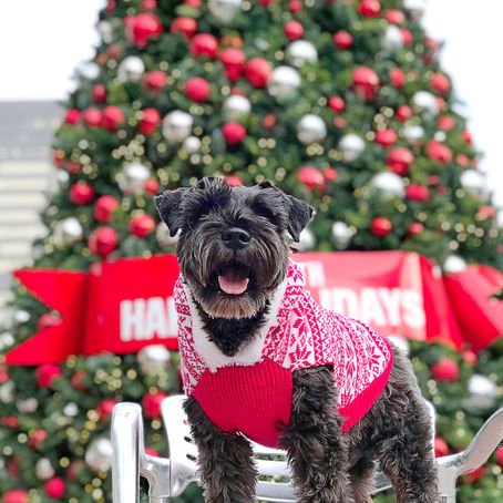 Pet-Friendly Guide to the Best Free Holiday Photo Spots in Los Angeles 