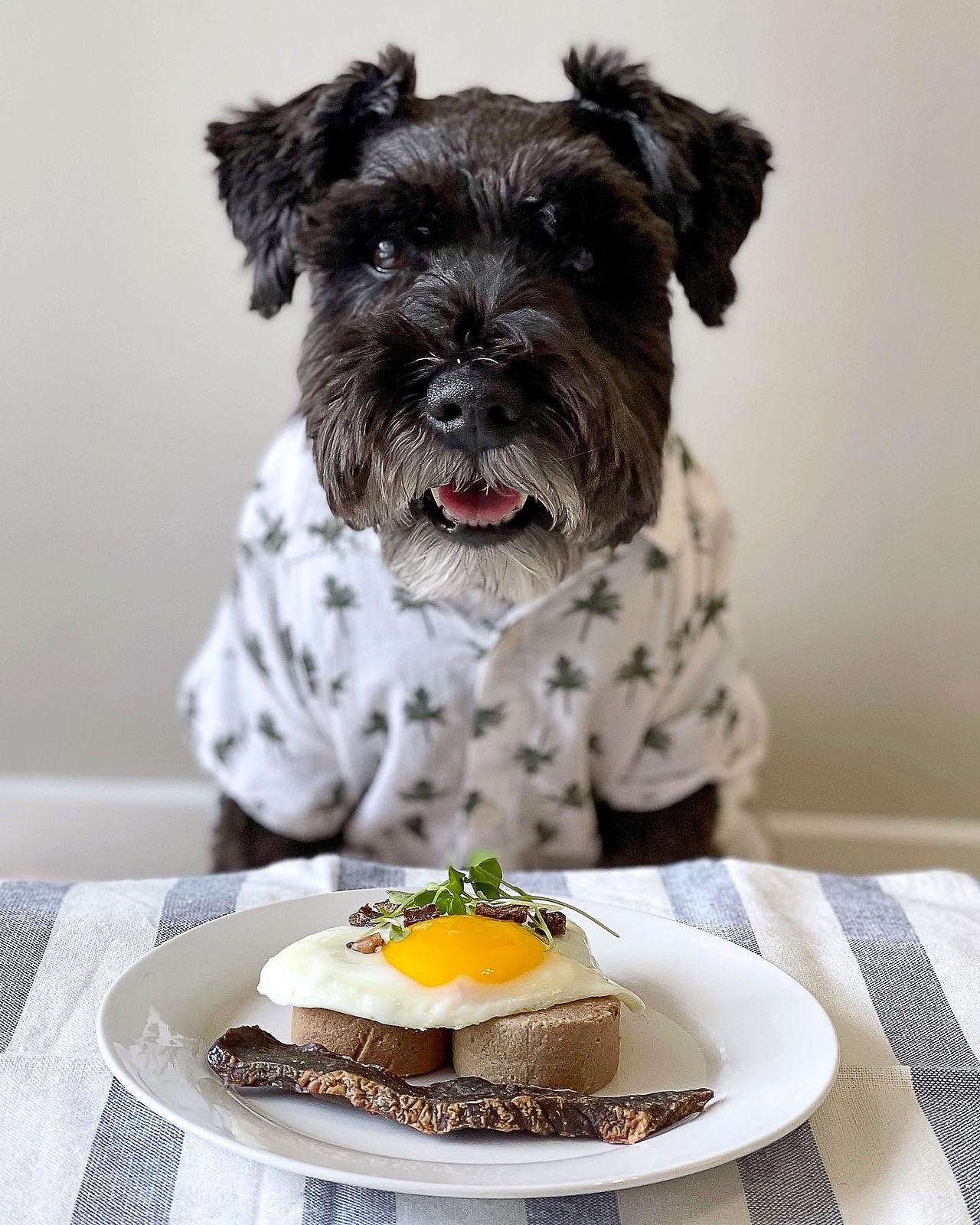 Doggy Egg Benedict sponsored by Healthy Spot, sweet life of calvin, a fluffy black mini schnauzer wearing a dog shirt is sitting in front of a table smiling with a big plate of dog meal from a dog friendly recipe. The plate has frozen raw rabbit patties, beef jerky, sunny side egg and micro greens