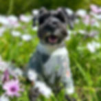 Sweet life of Calvin schnauzer wearing an embroidered dog shirt in the middle of flower fields in a dog friendly botanical garden in Los Angeles South Coasty Botanical Garden Palos Verdes Dog Walking Hours for blooms this spring