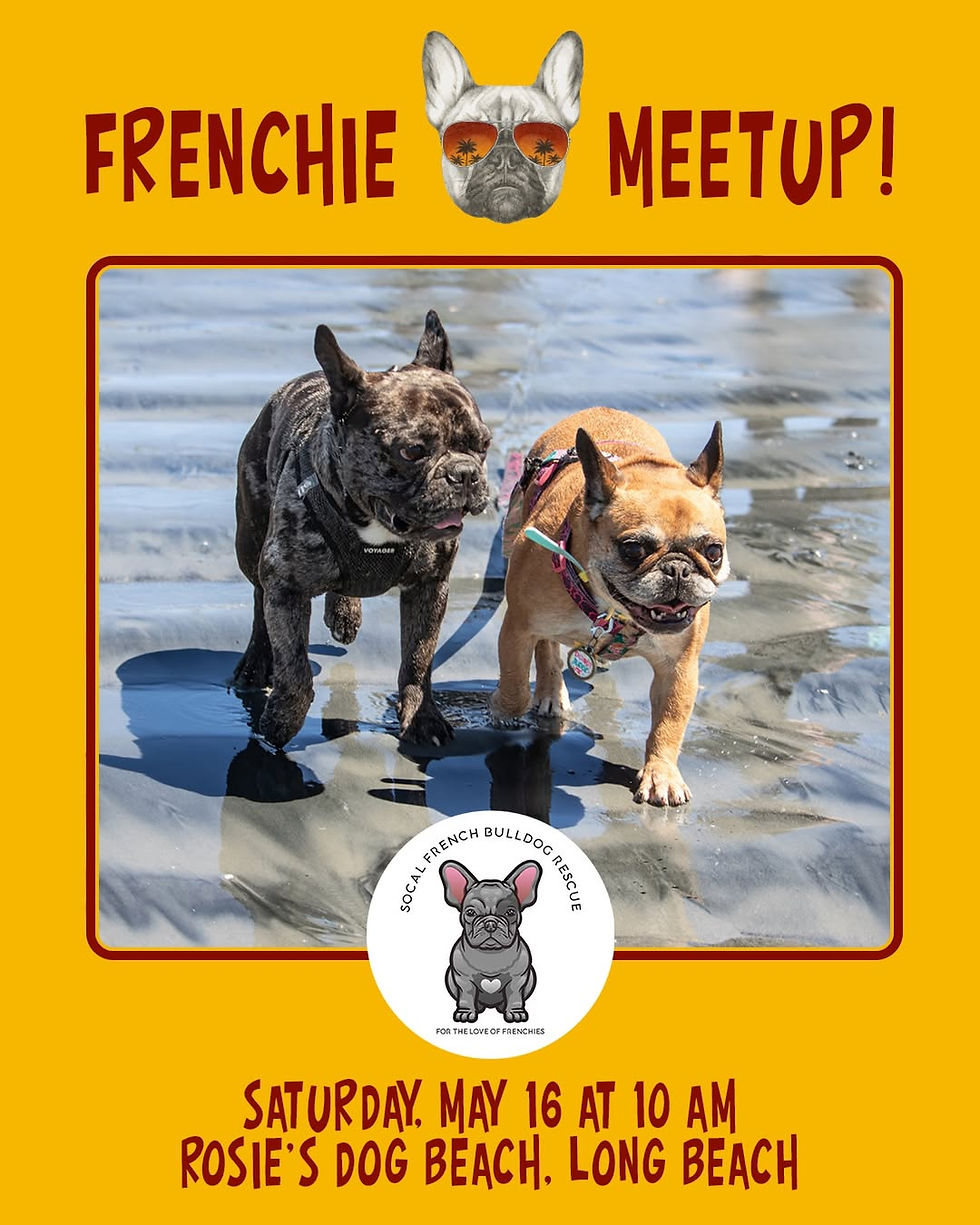 French Bulldogs walk on wet sand, one brindle and one fawn. "Frenchie Meetup" text above, event details: May 16, 10 AM, Long Beach.