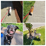 20240624_235225-COLLAGE.jpg