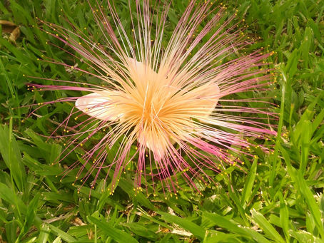 wild flower