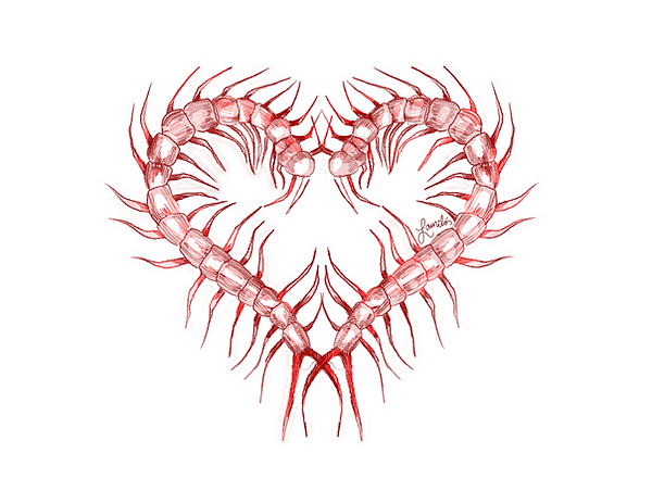 two centipedes bent forming a heart