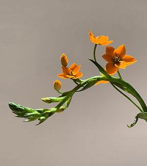 Orange Flower_edited.jpg