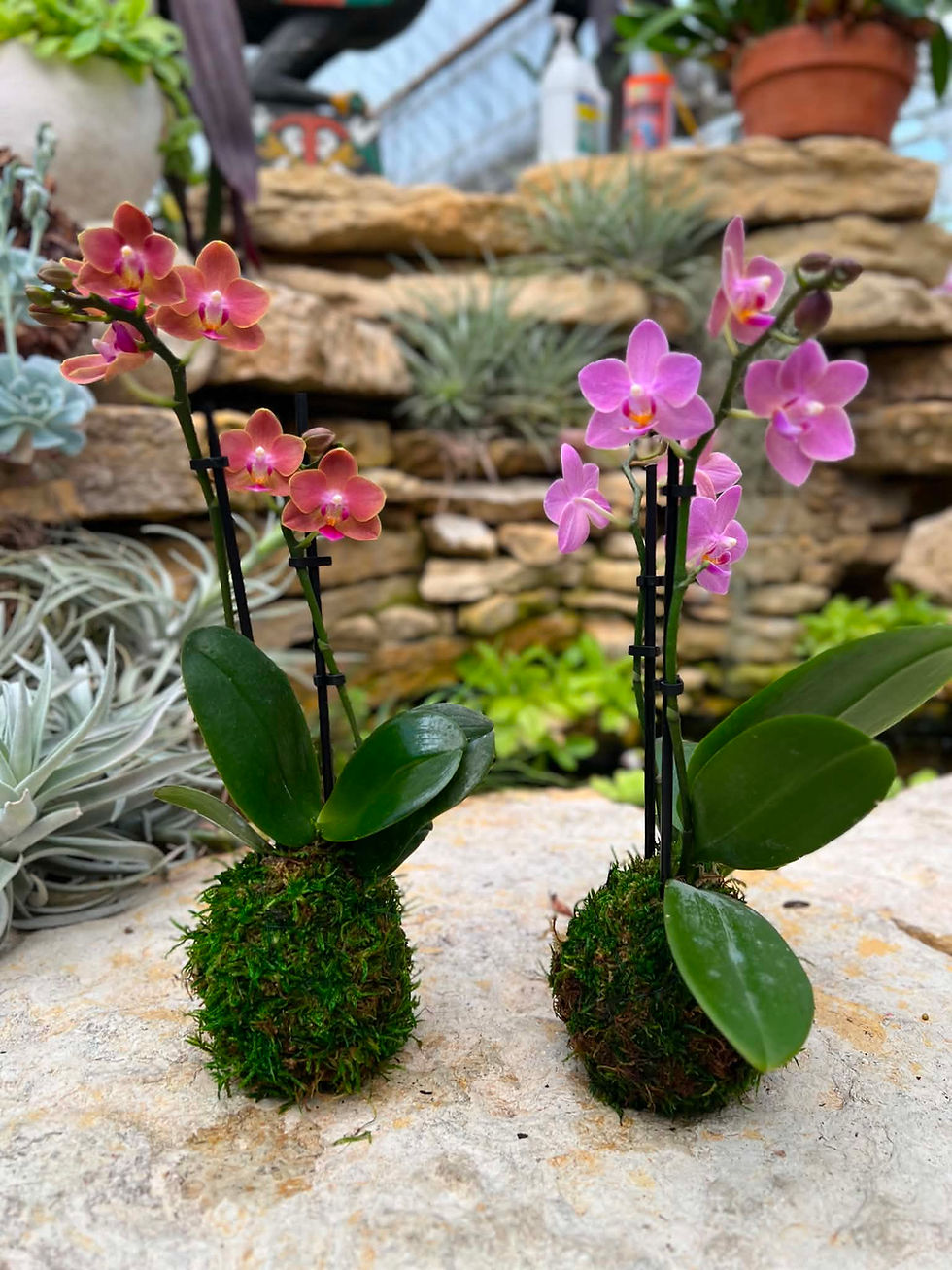 Kokedama Workshop - Friday