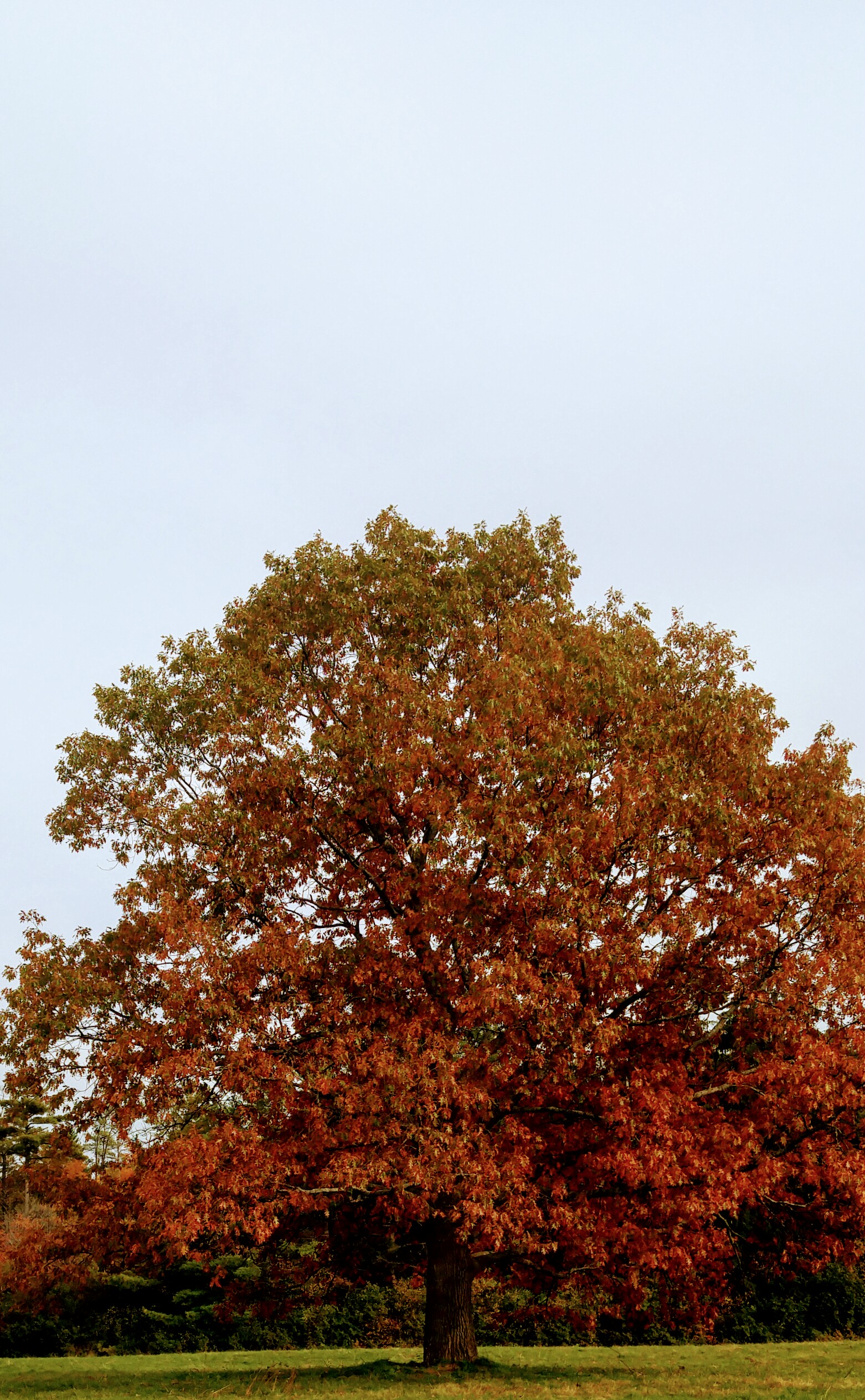 Automne