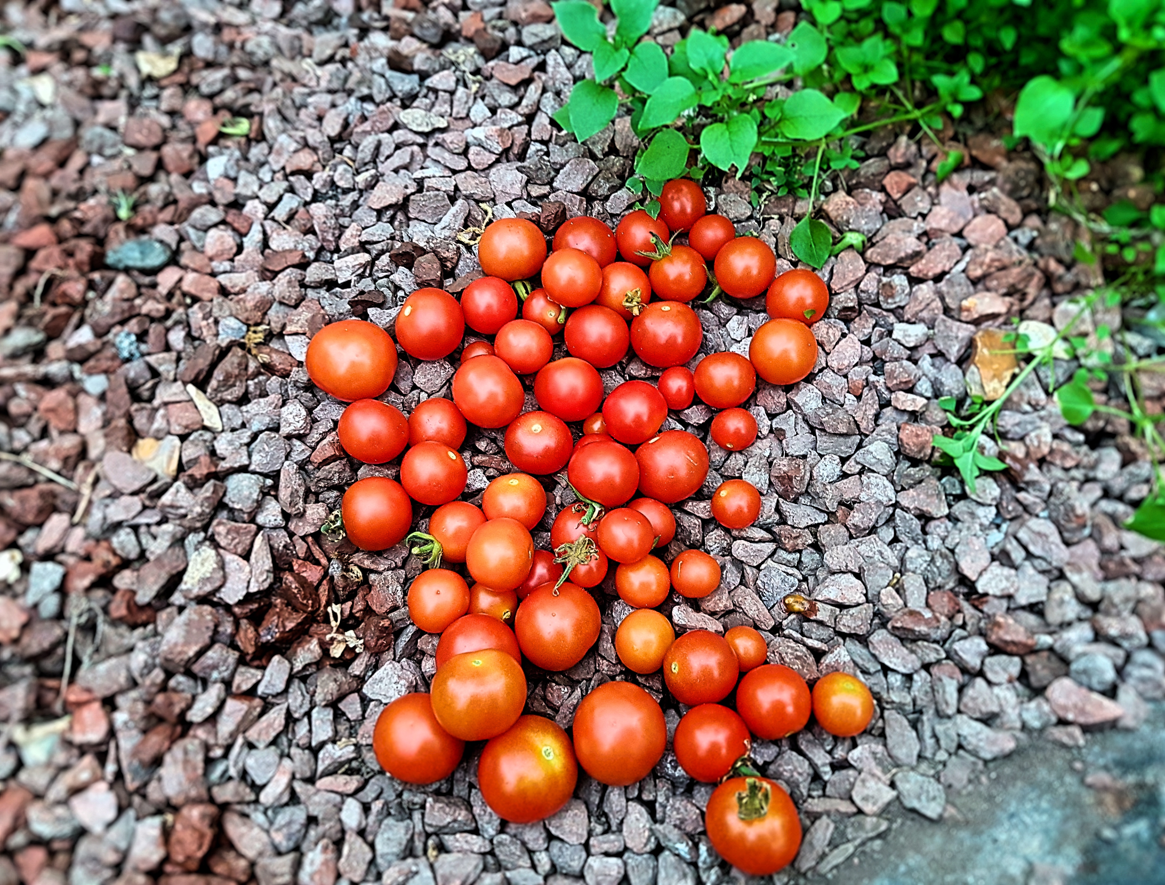 Braich Goch Garden / Tomatoes