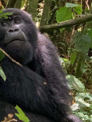 Postcards from Rwanda