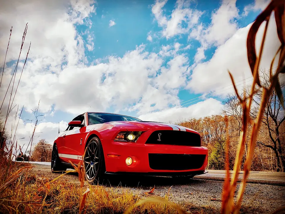 Shelby.webp