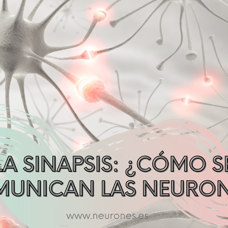 La sinapsis: ¿cómo se comunican las neuronas?