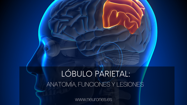 Lóbulo parietal