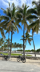 Palm trees and bikes near beach, tropical destination and vacation lifestyle