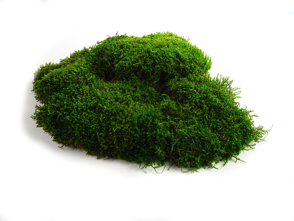 Thumbnail: Preserved Long Moss
