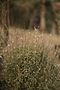 Natural calm background