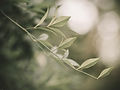 Extending a branch