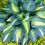 Thumbnail: Hosta 'Touch of Class'