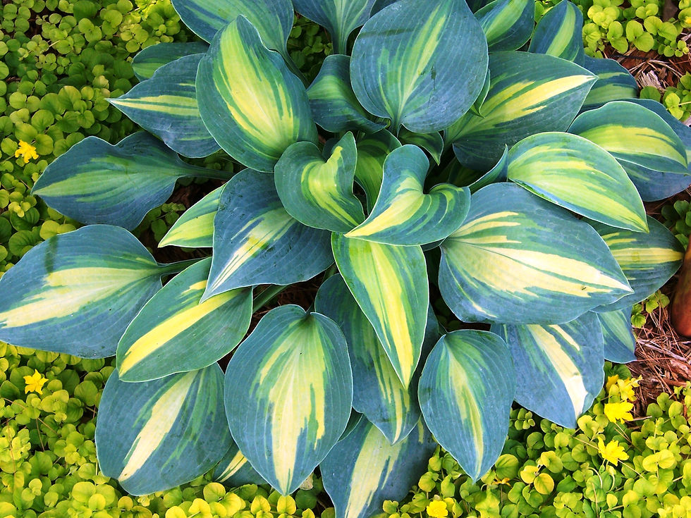 Hosta 'Touch of Class'
