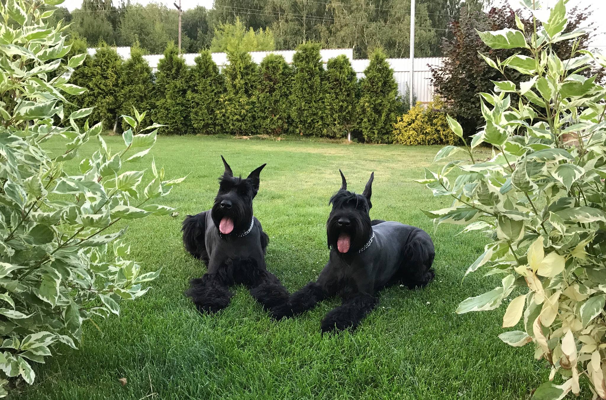 Лежим