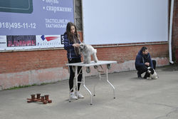 ШПП
