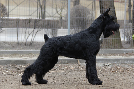 НГ Миринда 9 м (20).JPG