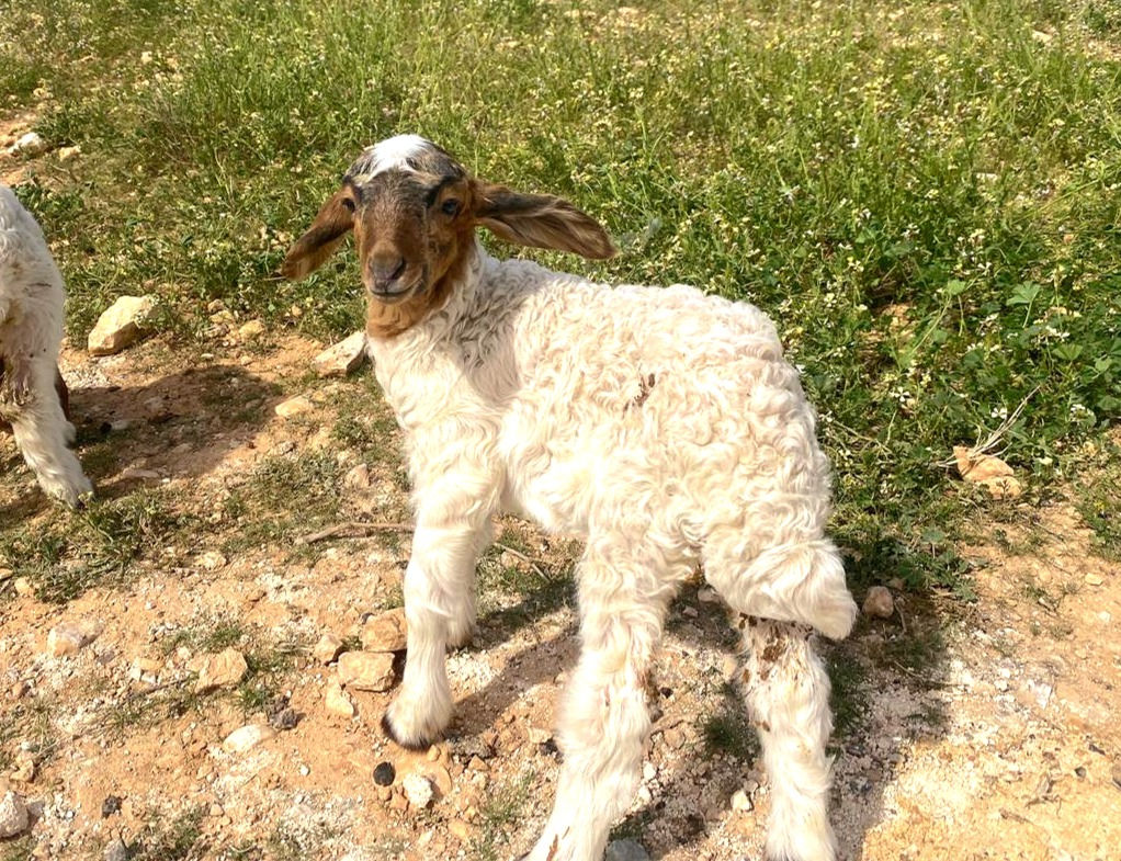 Sheep Ghee سمنة نعاج