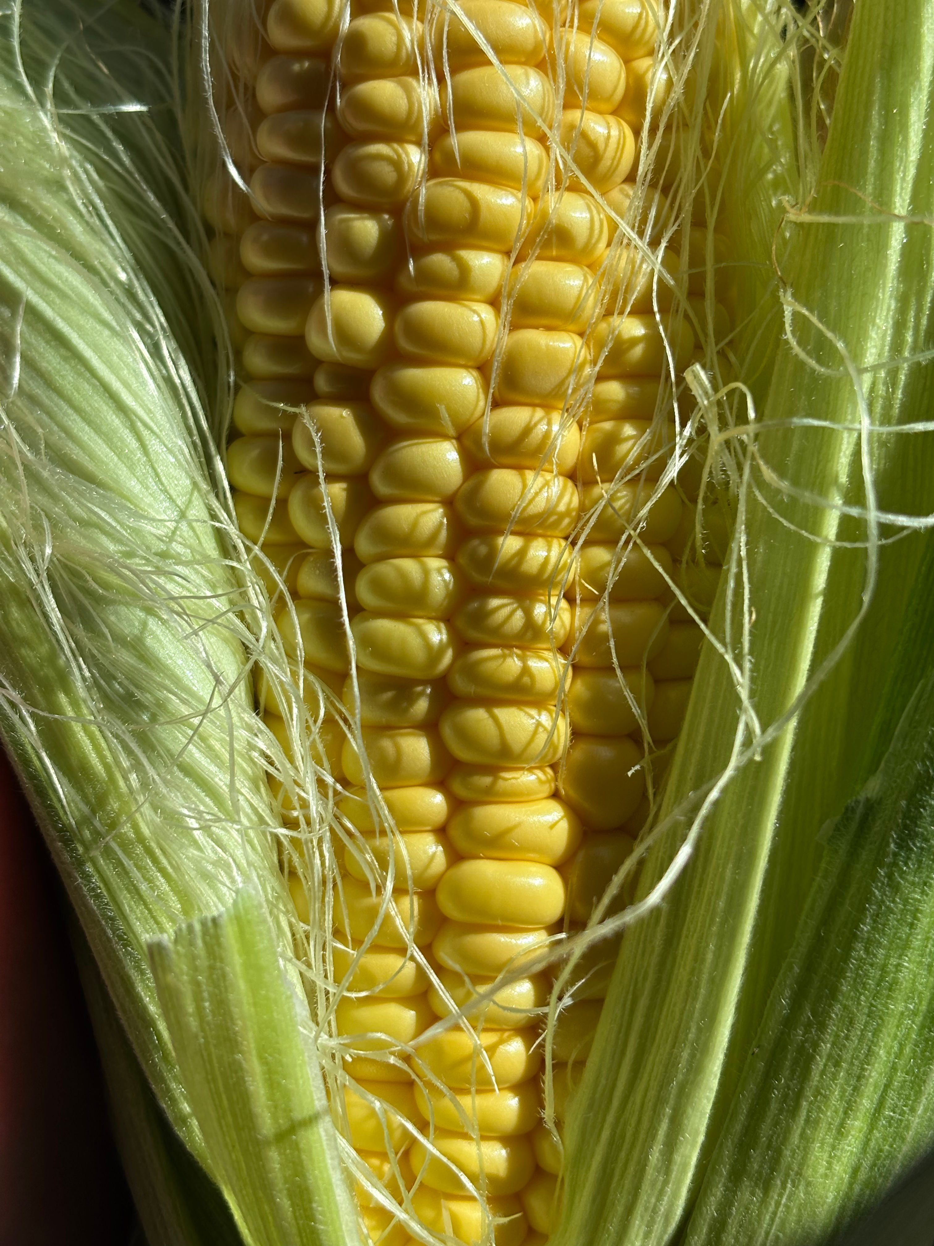 Sweet corn 1Kg ذرة حلوة