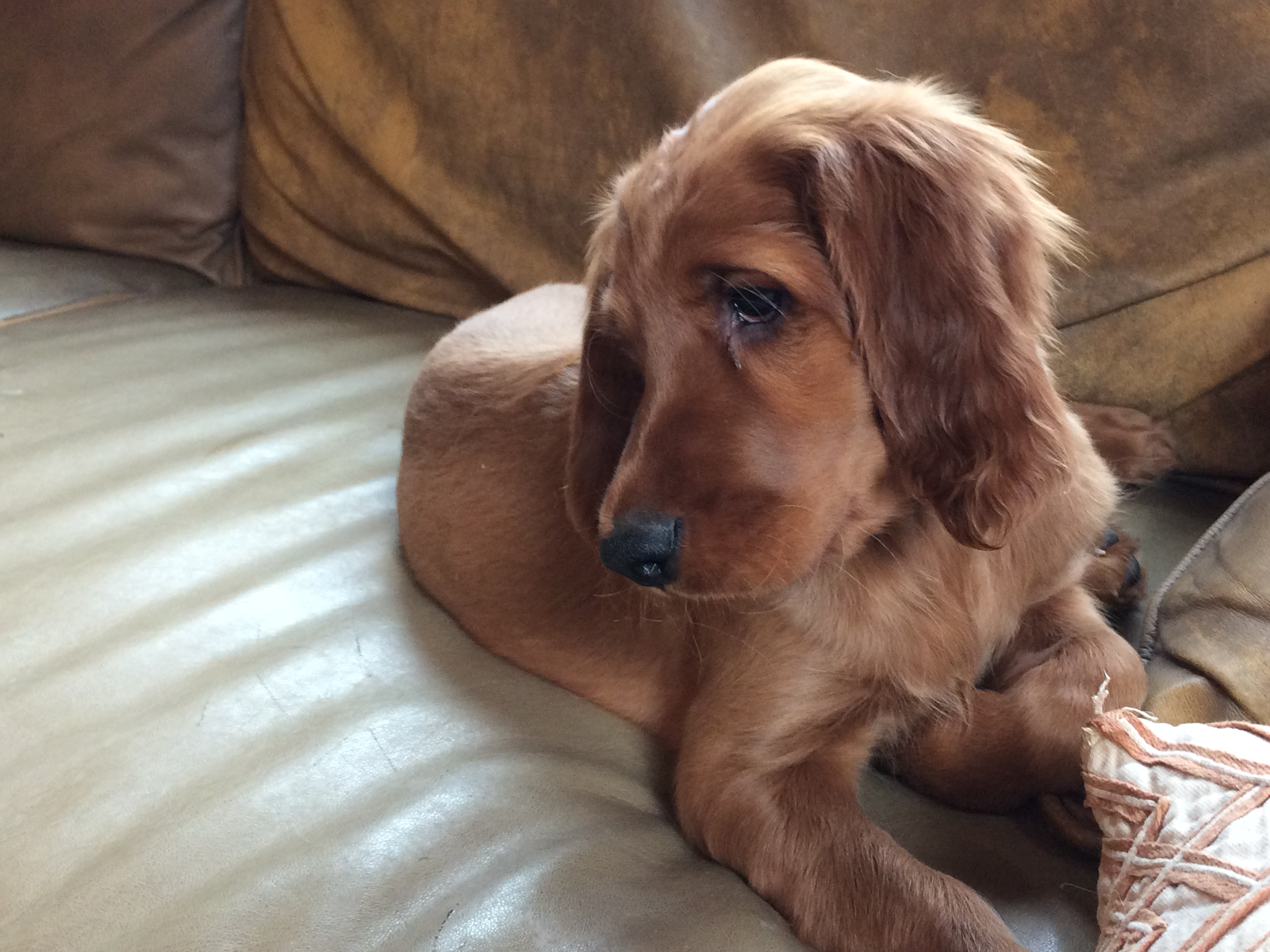 Irish Setter Puppies Field Of Dreams Farm