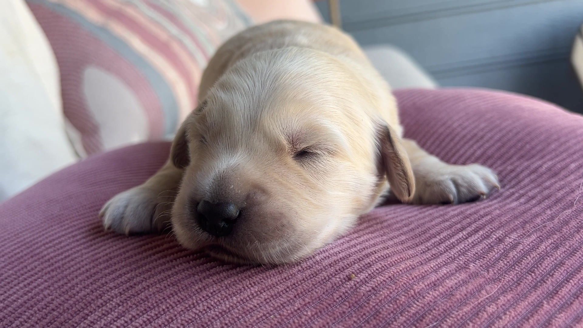 "Boone" Purple Collar - Pure-bread Male