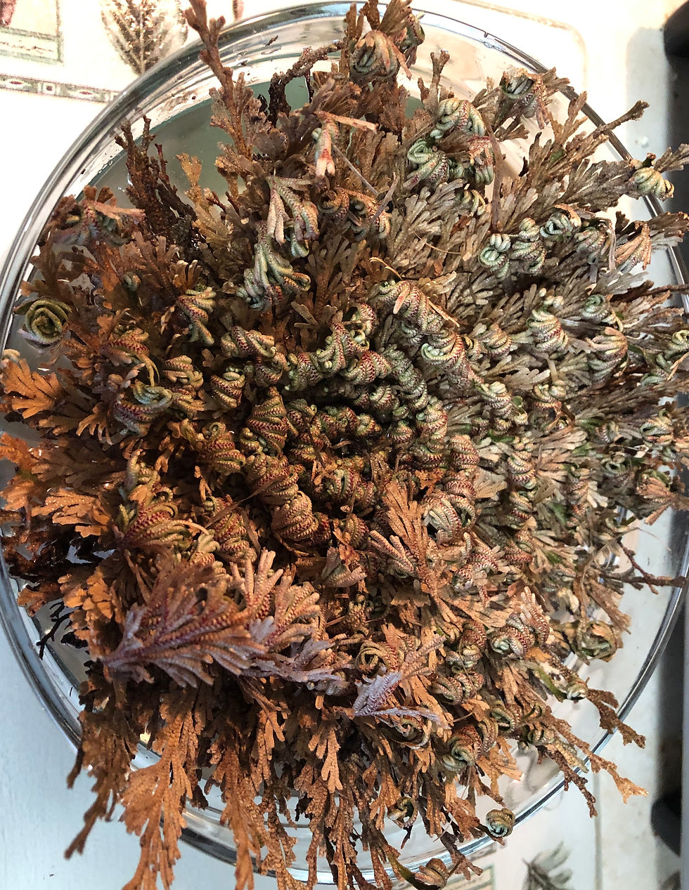 Thumbnail: Resurrection Plant/Rose of Jericho Manifestation Kit