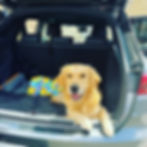 Dog behaviourist Knaresborough