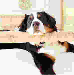 Cozy Master Bedroom with Bernese Mountain Dog.